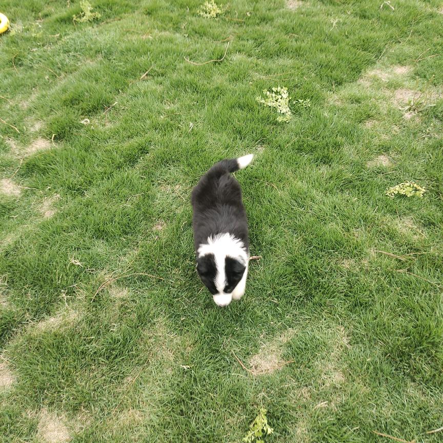 湖北义成边牧犬舍