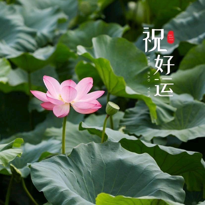 丹垚焱森（华欧曼亚）