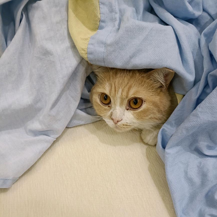 爱看风景的星星