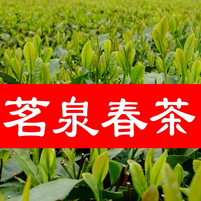 日照绿茶 茗泉春