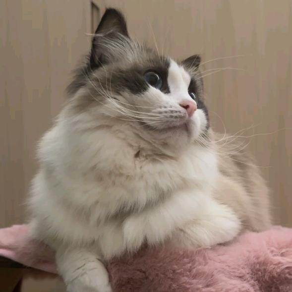 小翔和小煤球在路上