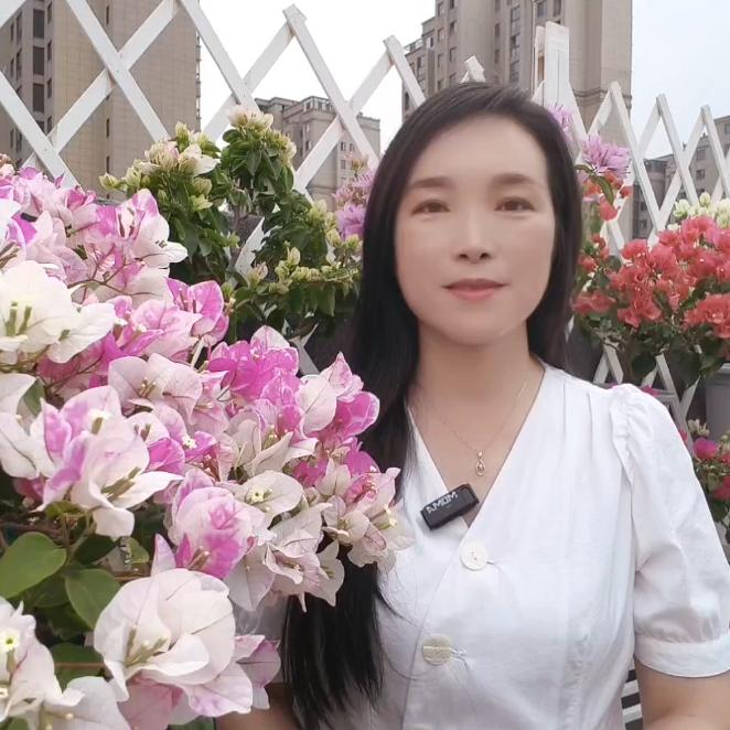 燕子花语🌸