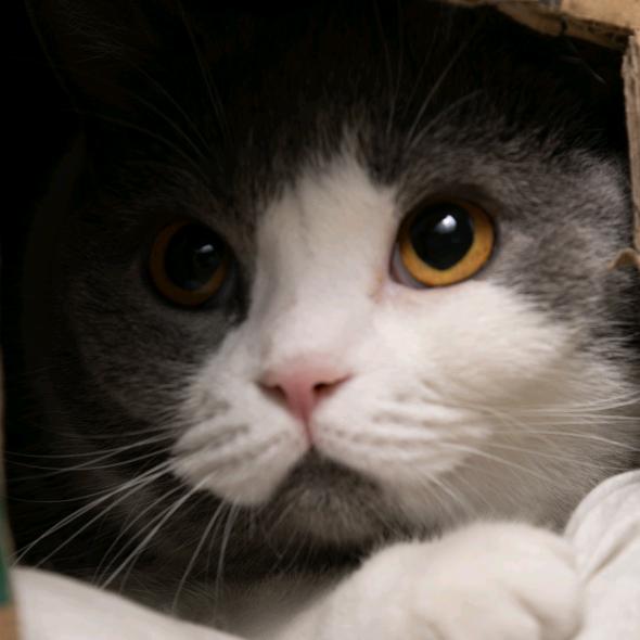 🐱沐沐不爱吃鱼🎣