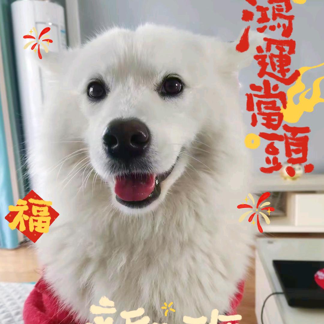 🐶稀饭小姐姐😋