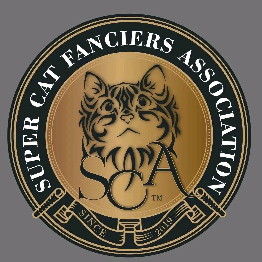 兰州新区猫学长猫咖