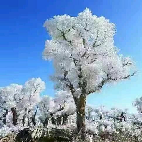 息县思雅舞艺胡静