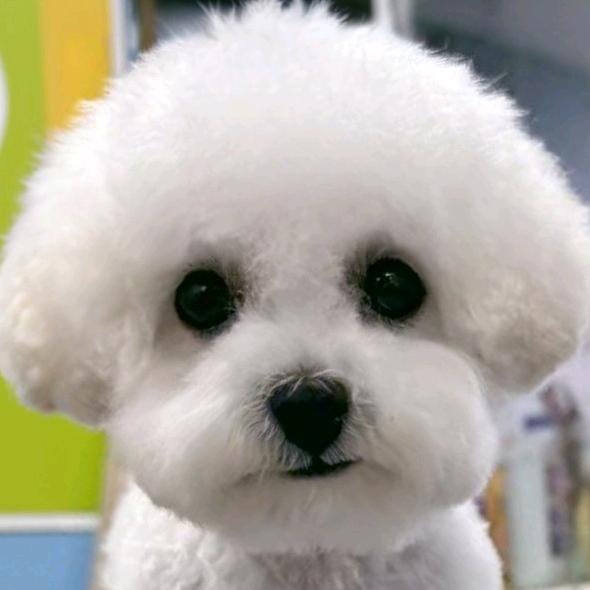 饼干是只小比熊🐻