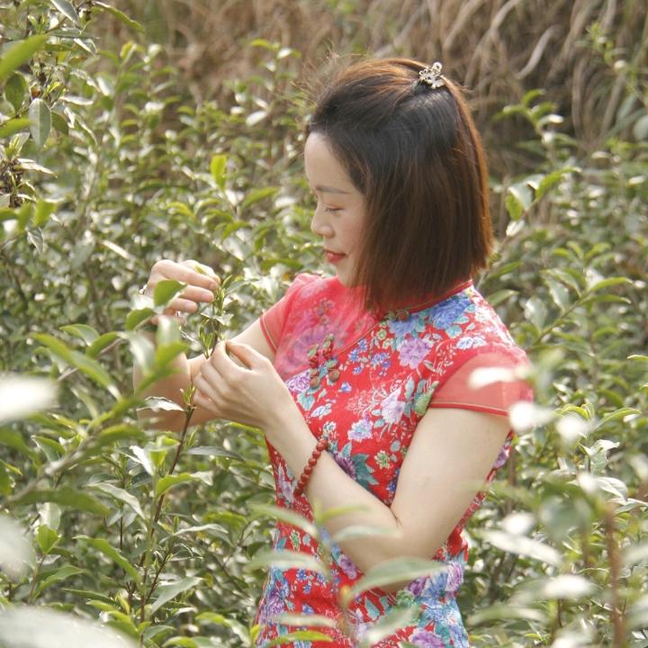 燕子凤冈锌硒茶批发零售