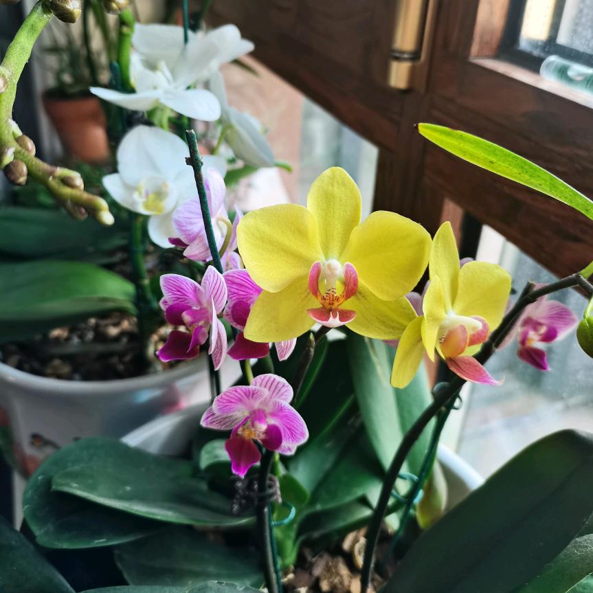 雨中花开