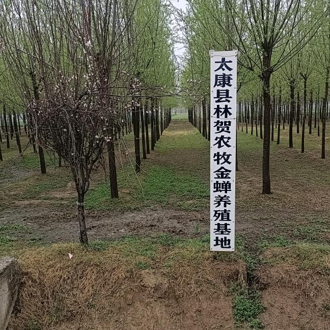 我是小伟哥《金丝笋》