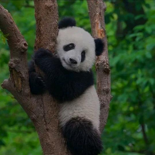 吸猫大法