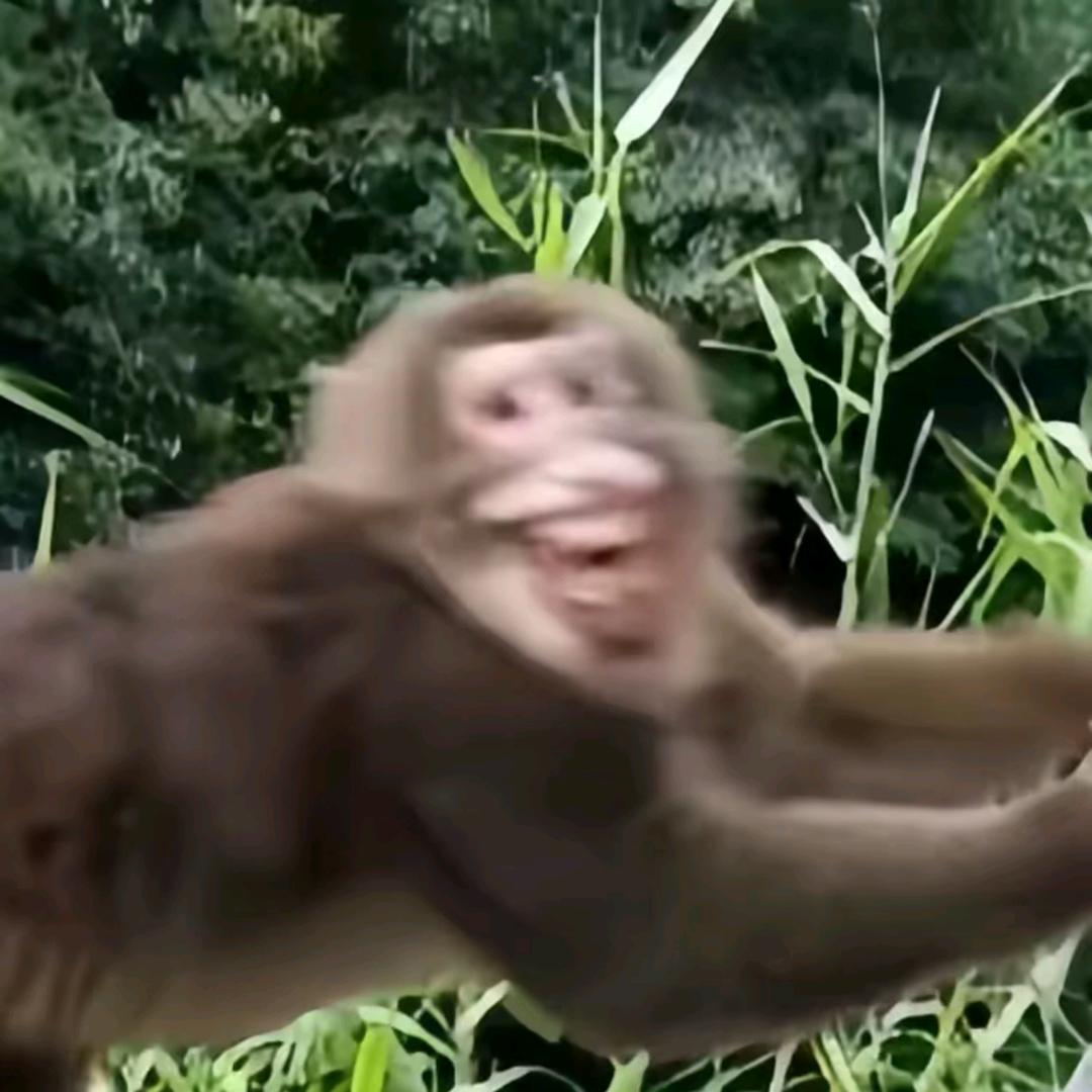 林四岁（六刀战神）