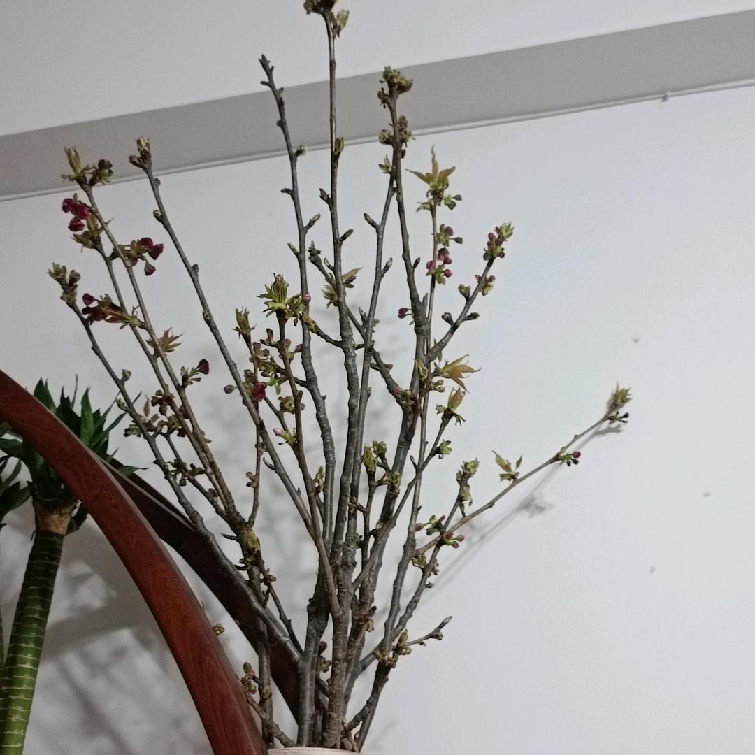 鹰鹰
