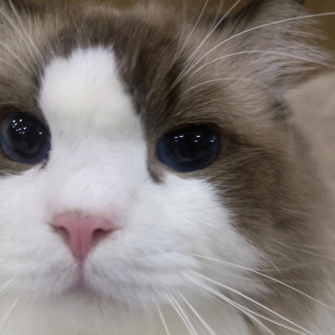 宠迹高端萌宠繁育基地（北京）