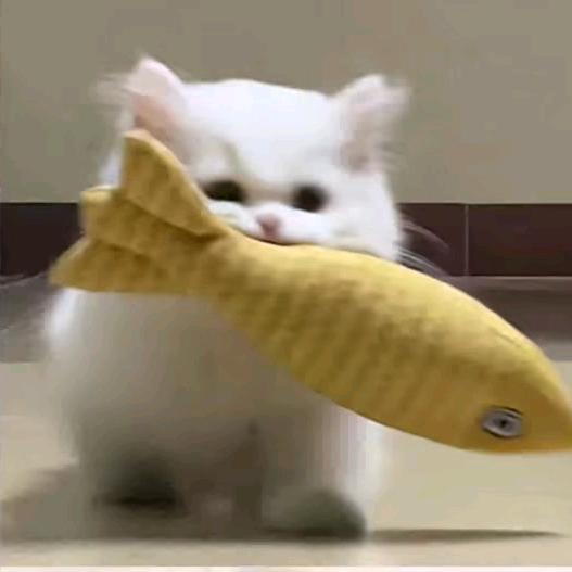 年糕..