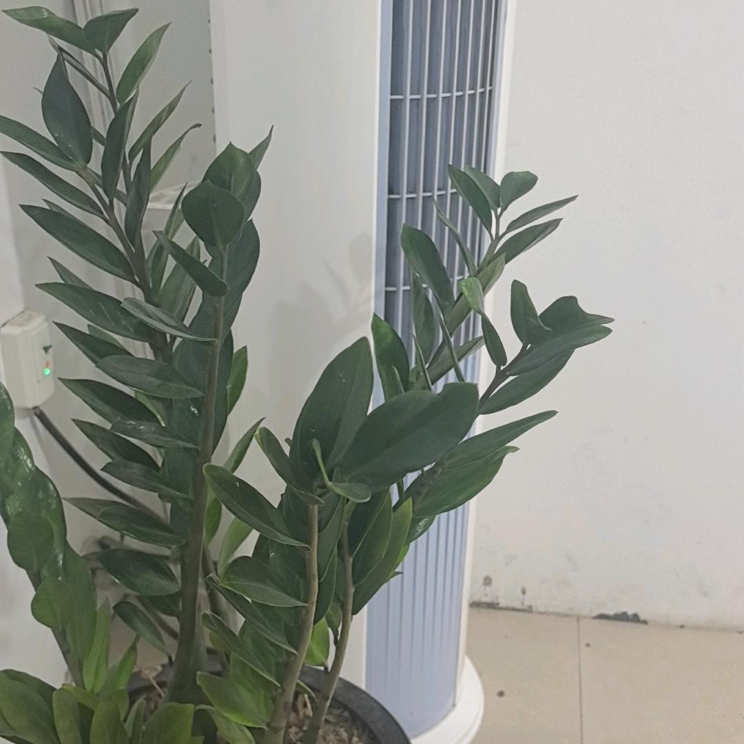 愚鹰