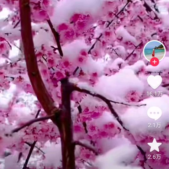 冬天见花