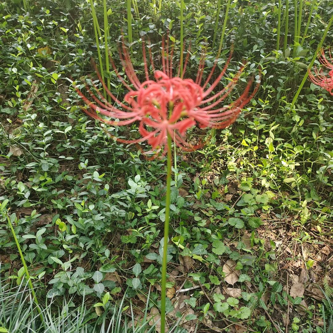 彼岸花神秘的寓意