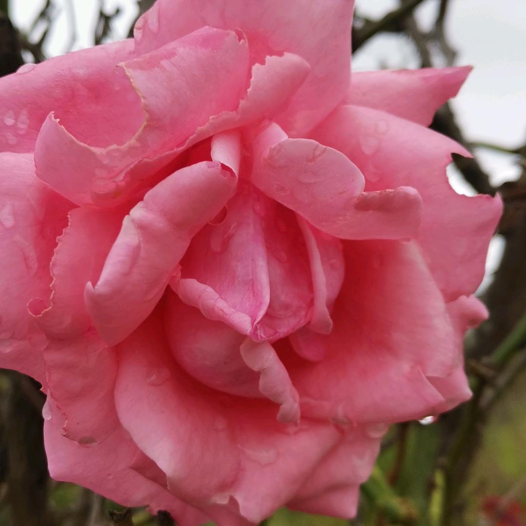 孤芳自傲