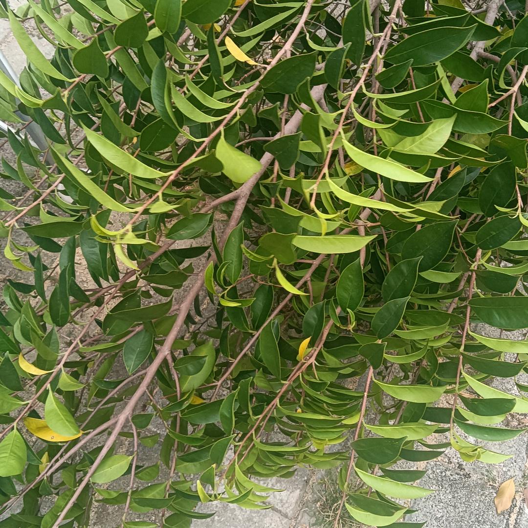 简简单单