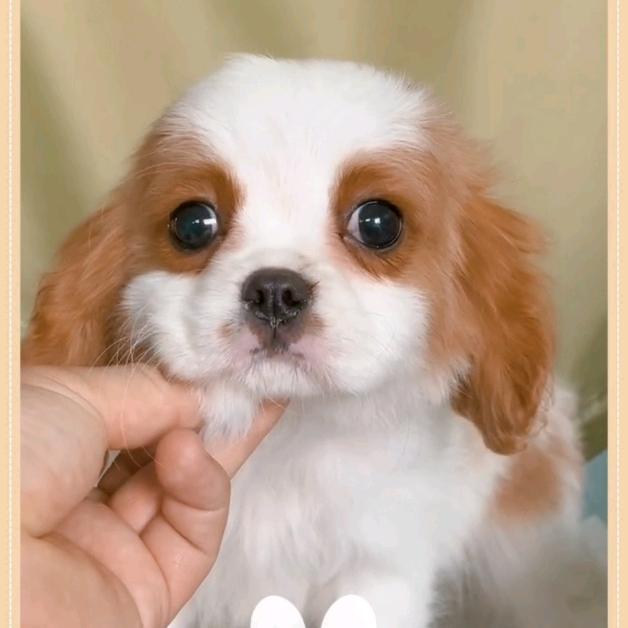 k宠宠物（彬哥）