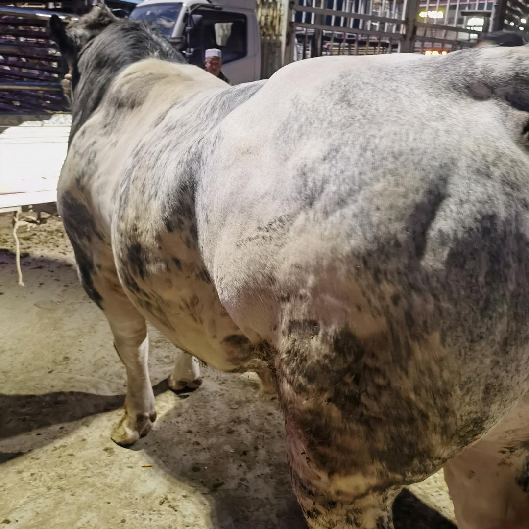 收牛人   单耳朵