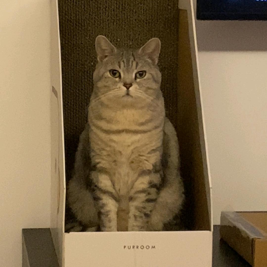 陈大头的大人玩具