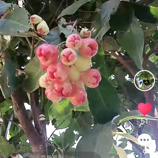 ⋋✿ ⁰心中有你✿⋌