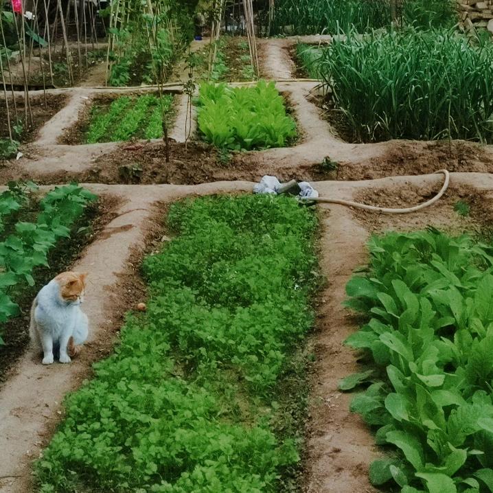 睦