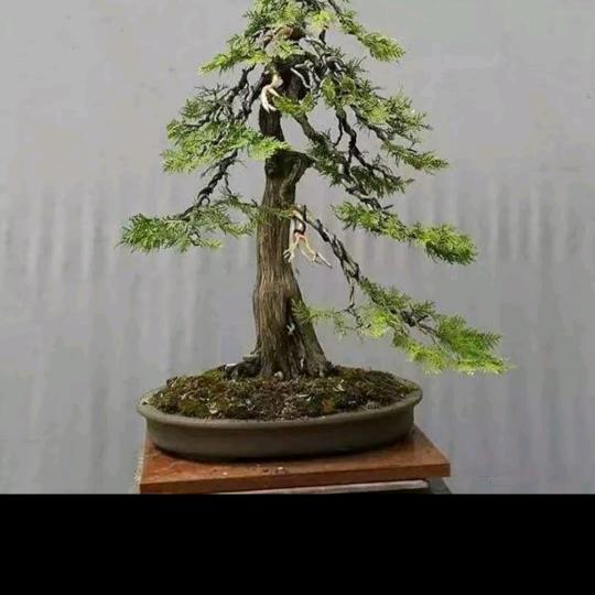 邂逅的青春