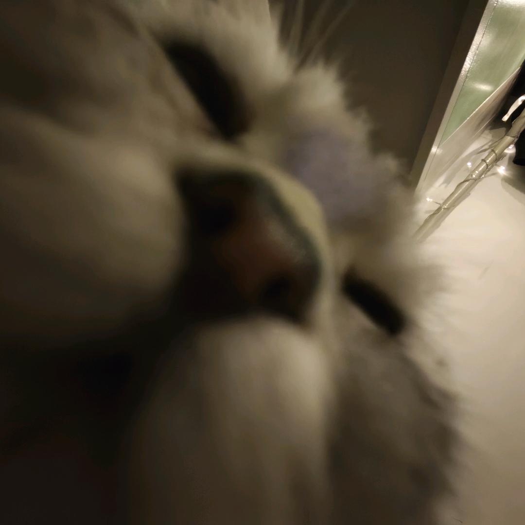 晕晕大王