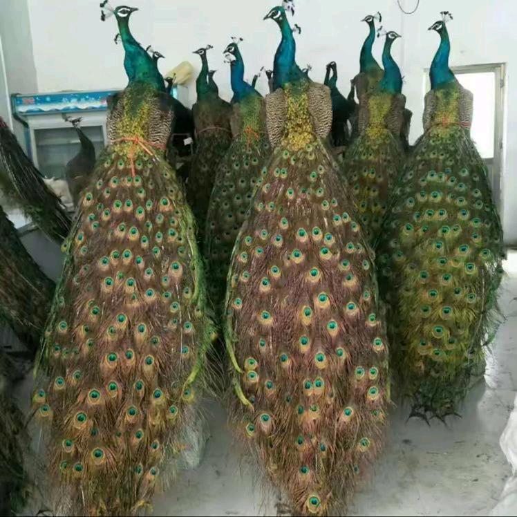 孔雀宠物基地🍔