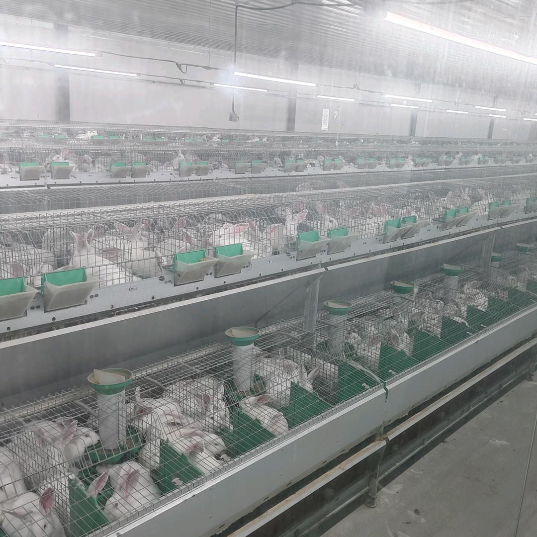 满十养殖场（商品兔）