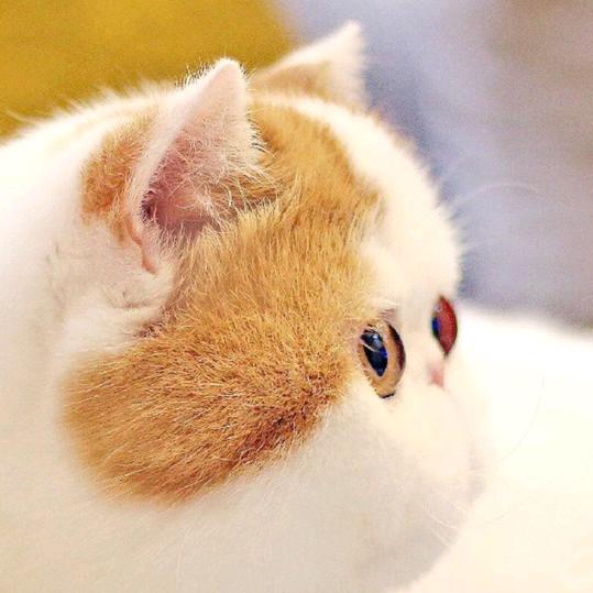 Y_baby宝