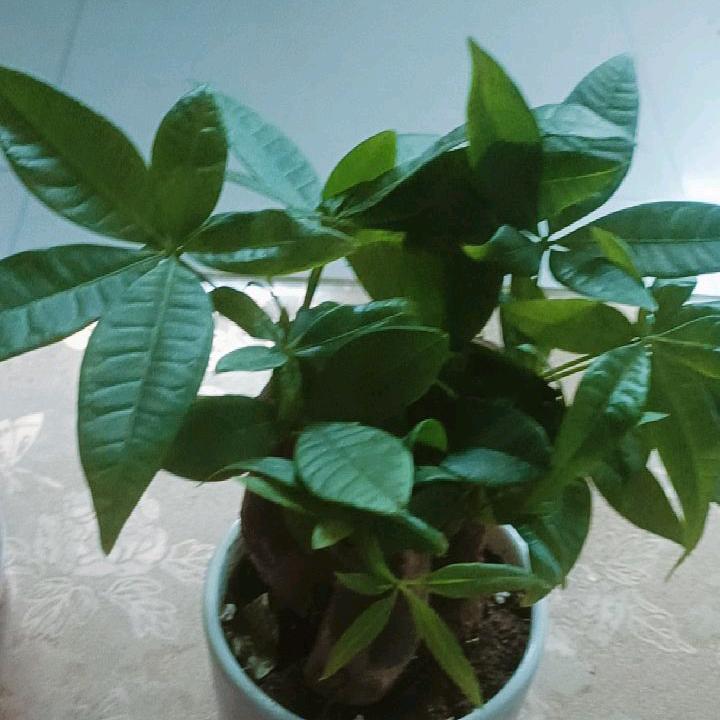 青春永在