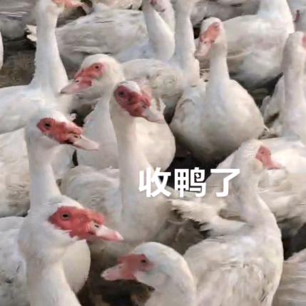 常年购销鸳鸯鸭，番鸭，出售番鸭苗，脱温鸡