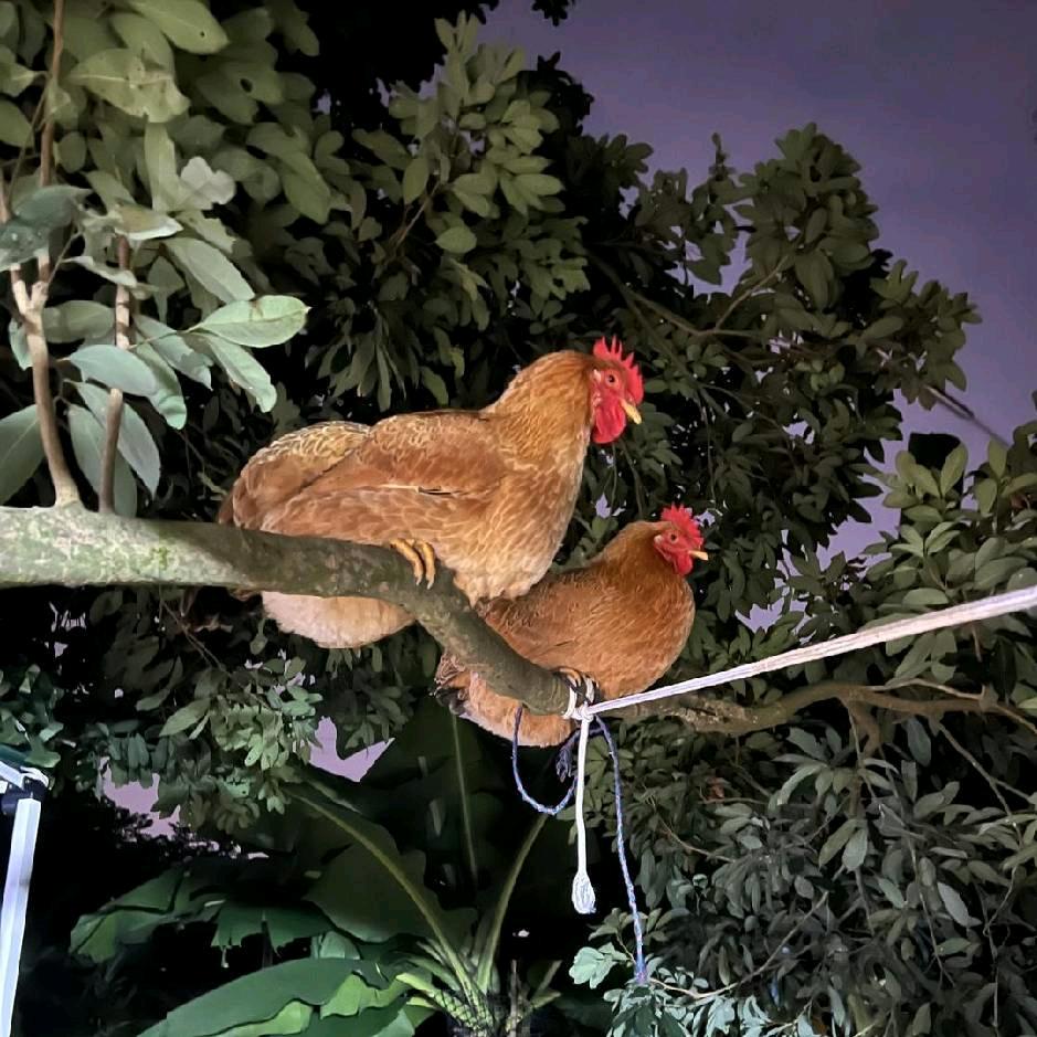 深圳广西玉米灵山土鸡花鸡批发