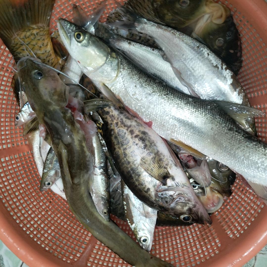 鳝魚哥.