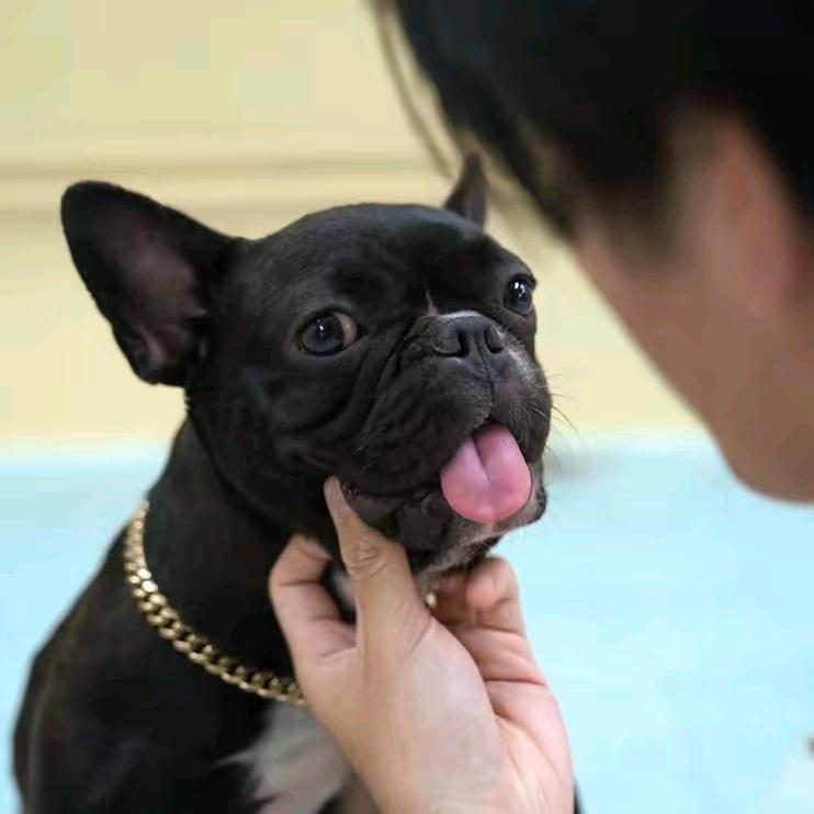饺子是只小法斗