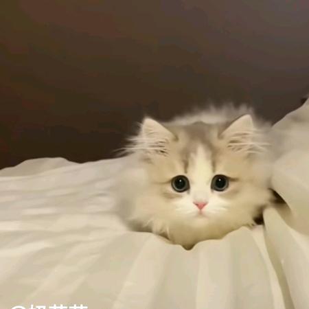 拔酒擀珼