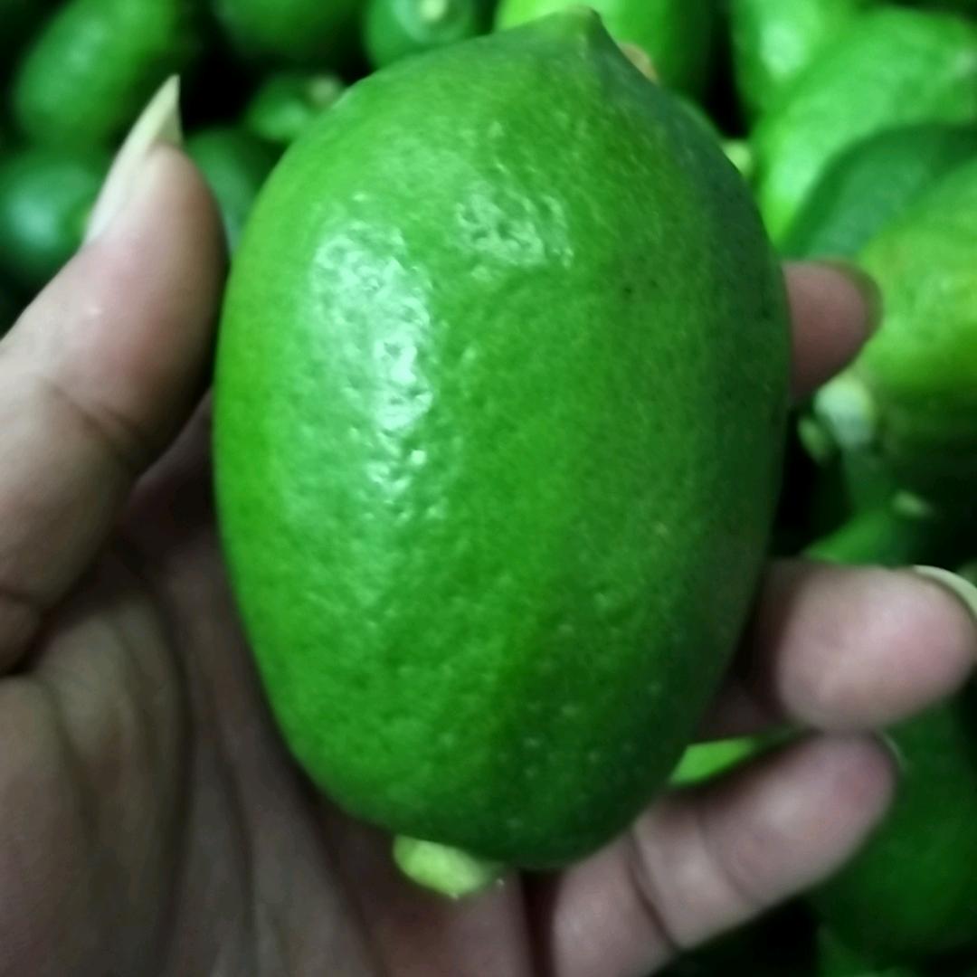 广东香水柠檬-