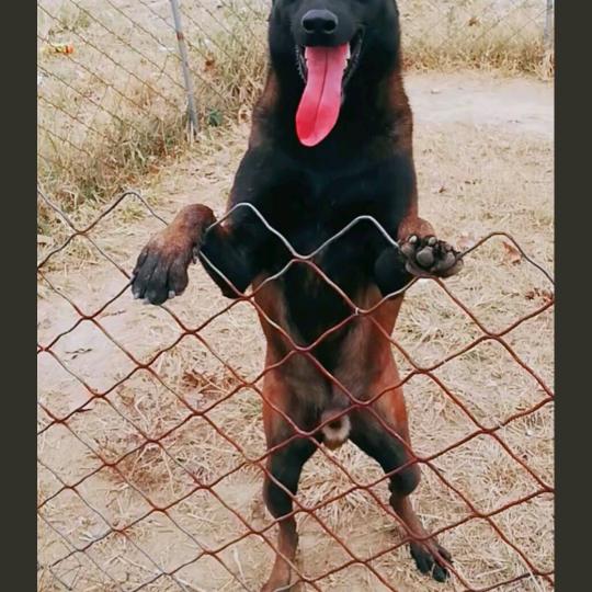 瑞达犬舍