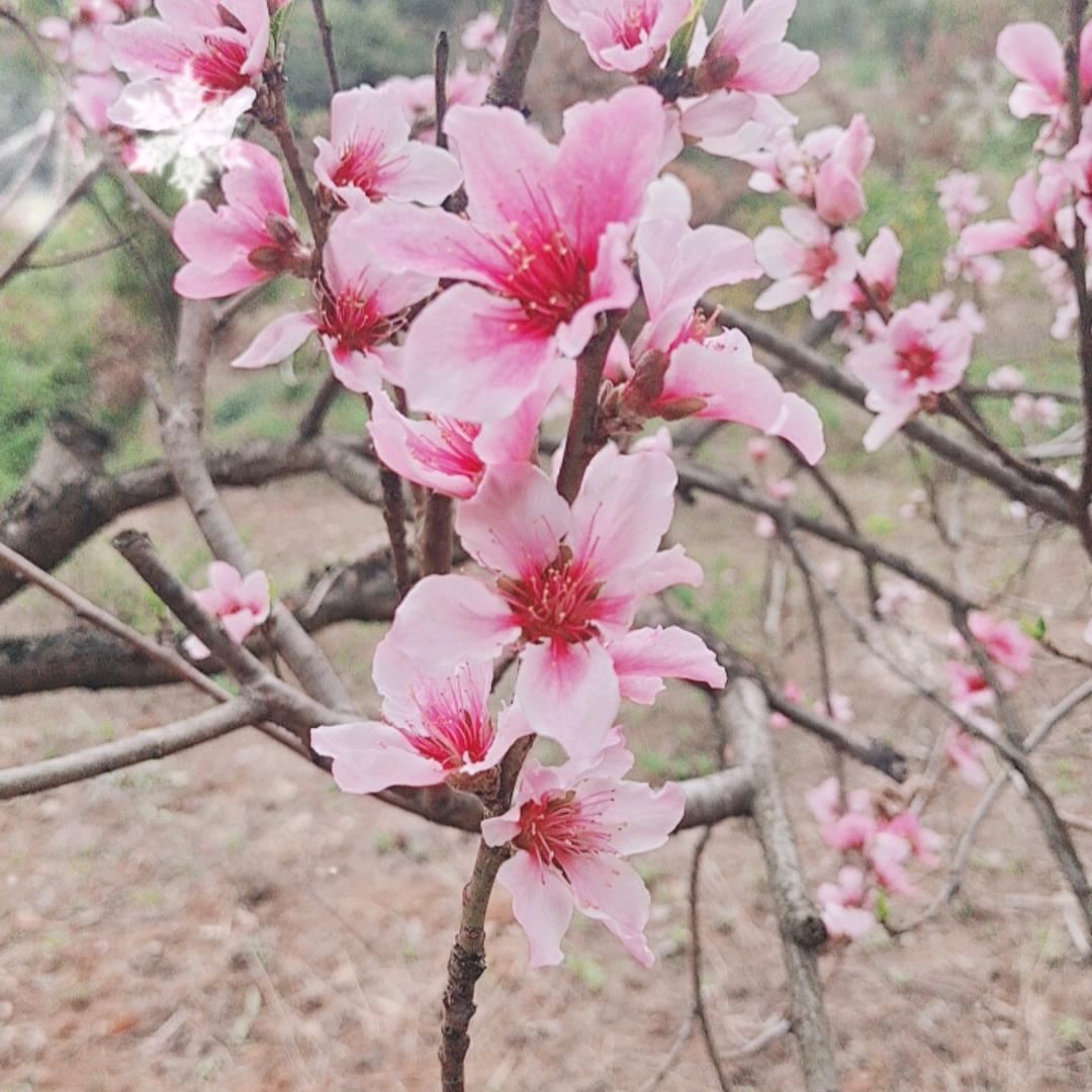 春风拂面人知春！