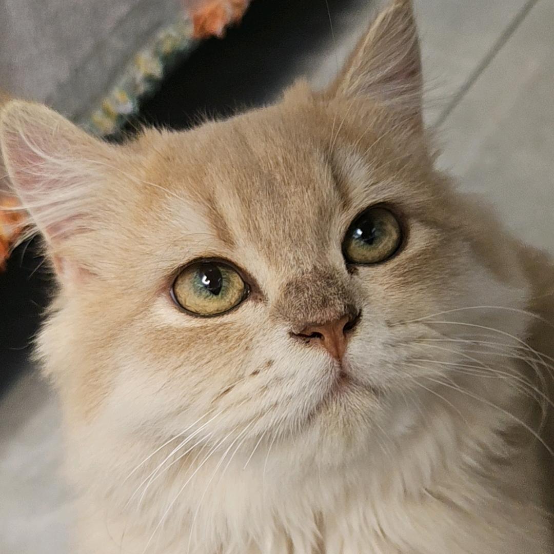 憨憨是小猫