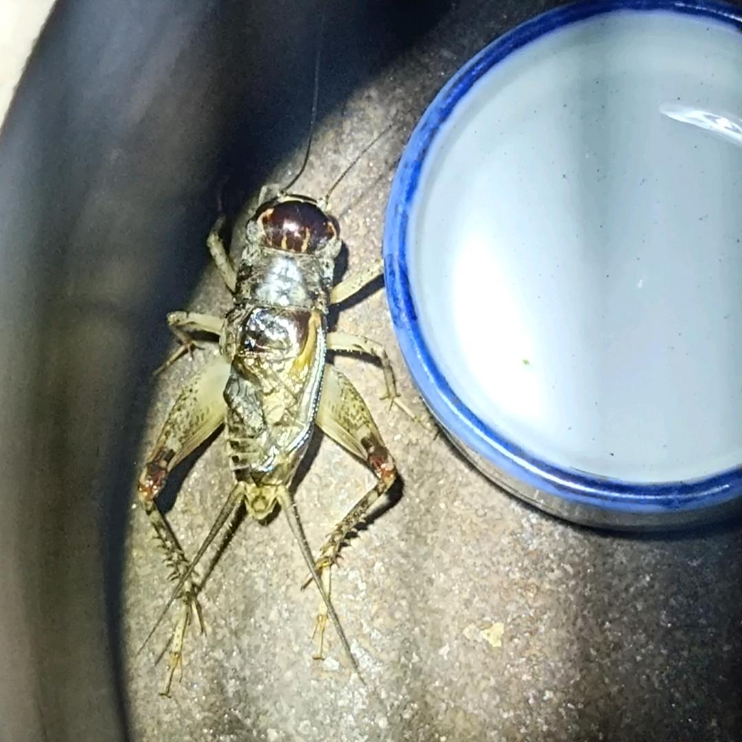 榴莲