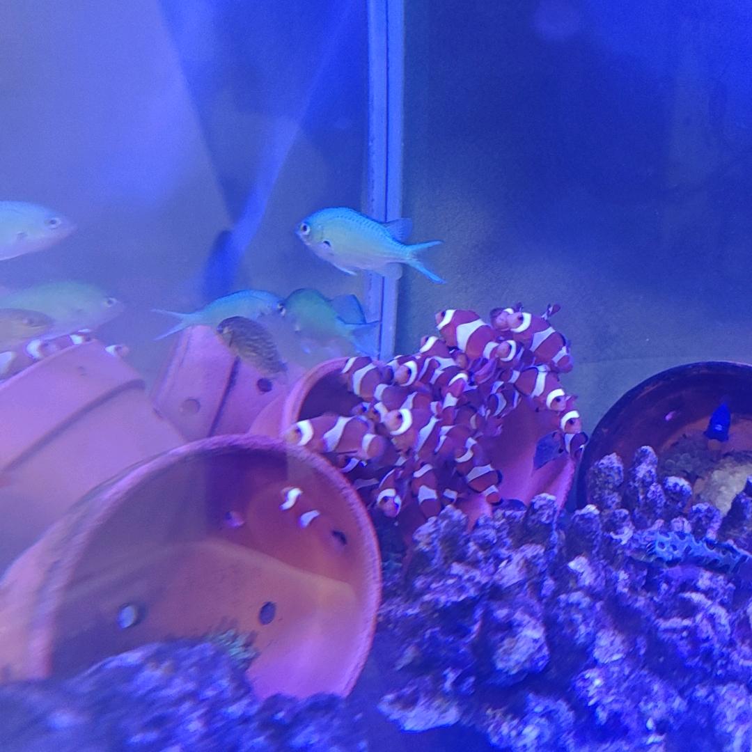 福缘海水观赏鱼