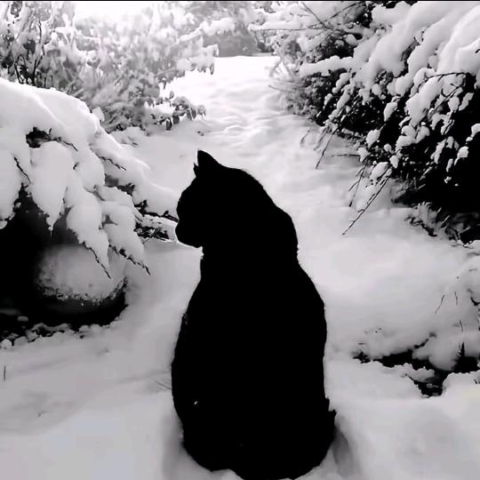 青楼