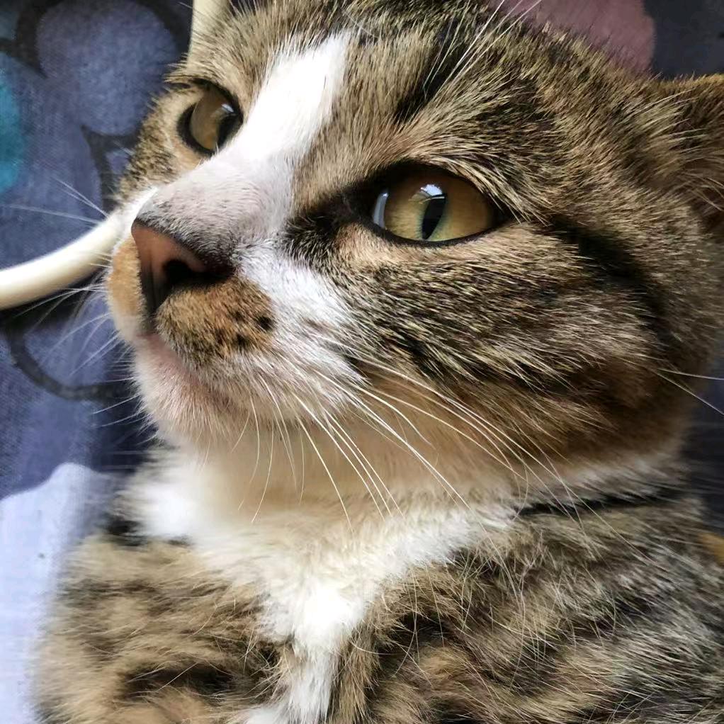 糖醋排骨