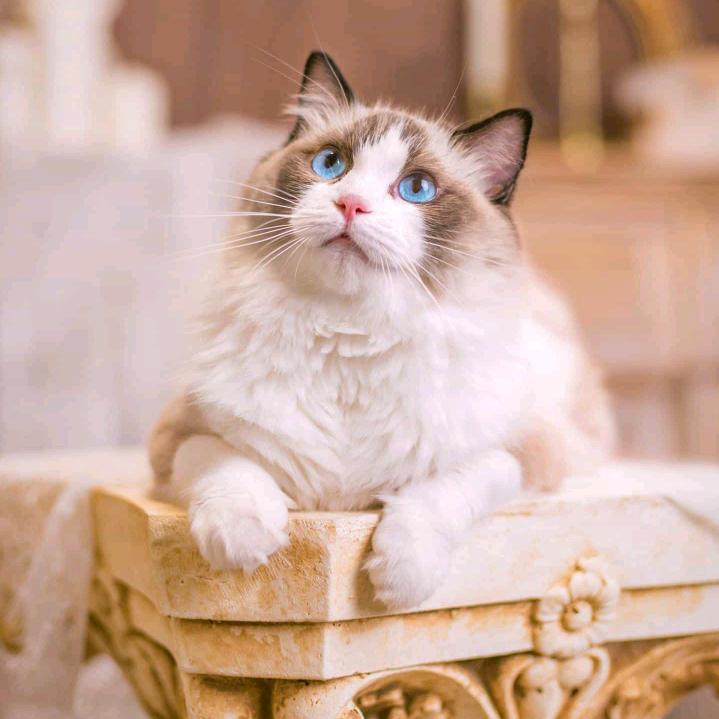 喵猫🐱绝美🌈🌈
