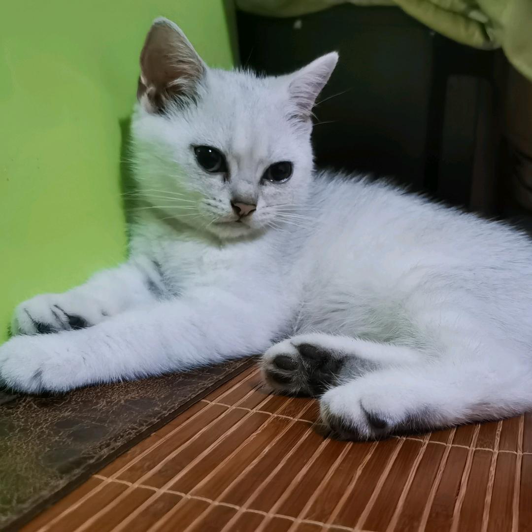 涛涛牙